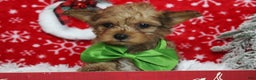 Yorkiepoo dogs for sale: Punkin  - Ad 3
