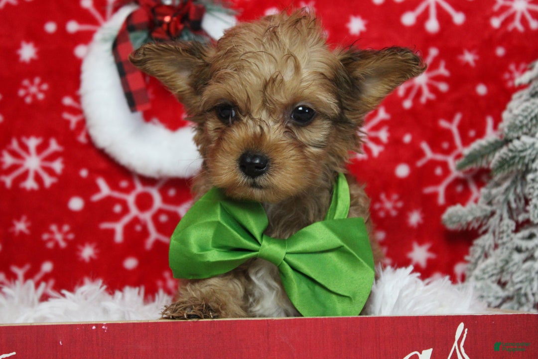 Yorkiepoo dogs for sale: Punkin  - Ad 3