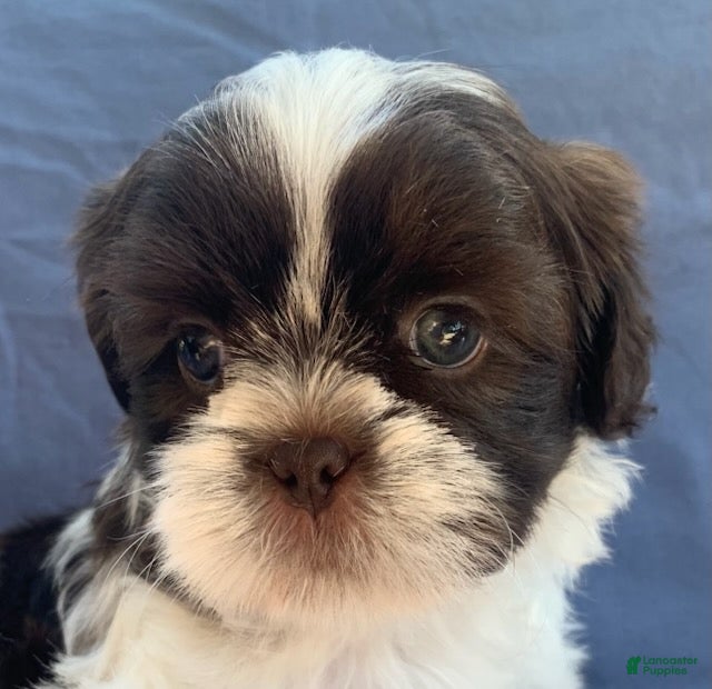 Shih Tzu dogs Milo - Ad 1