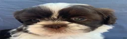 Shih Tzu dogs for sale: Milo - Ad 1