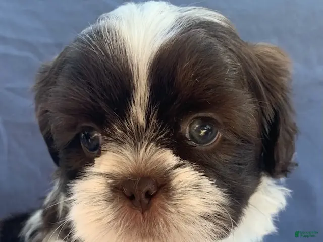 Shih Tzu dogs for sale: Milo - Ad 1