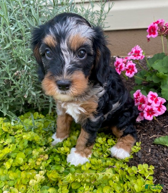 Cavapoo dogs for sale: Willlow - Ad 4