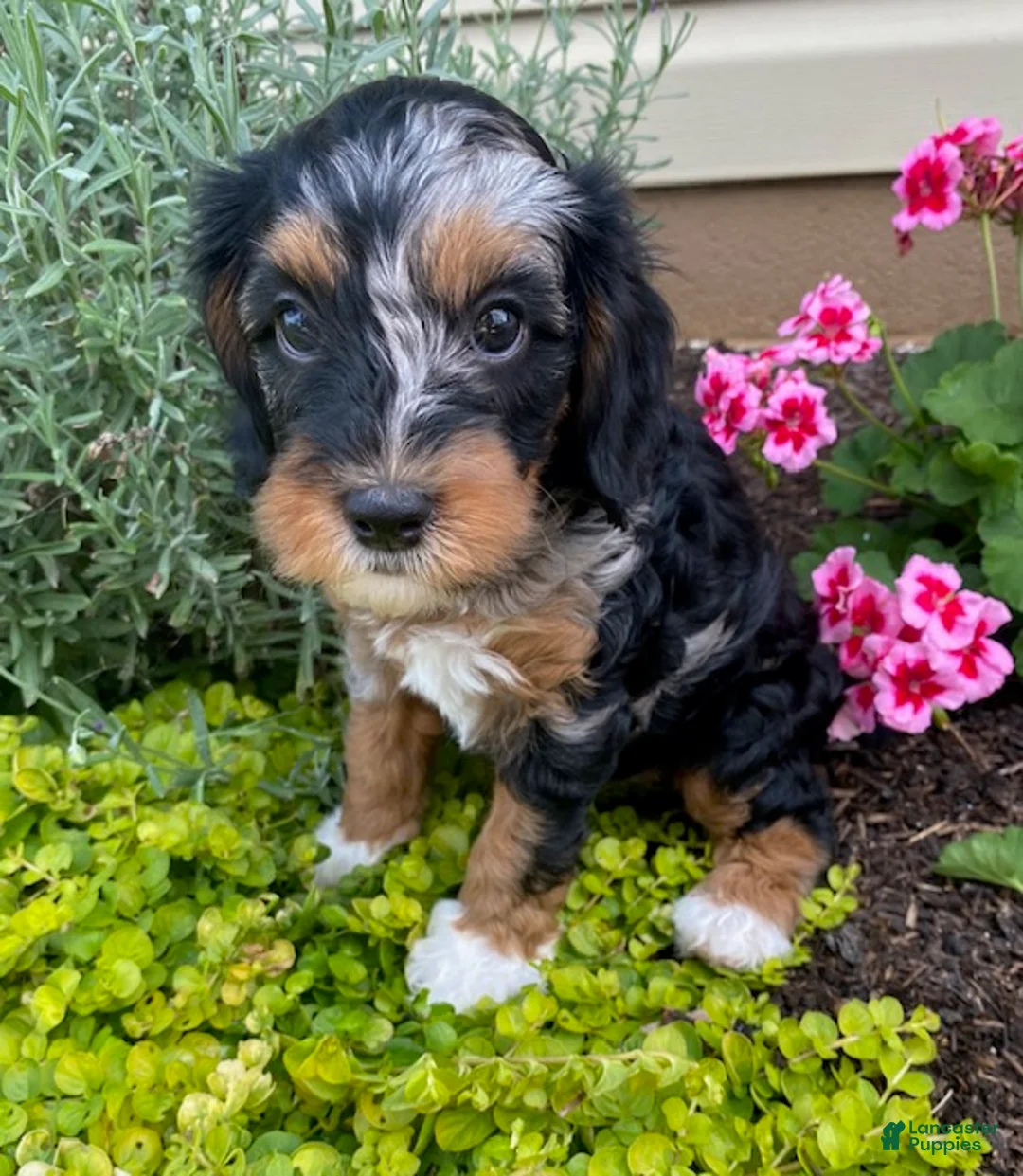 Cavapoo dogs for sale: Willlow - Ad 1
