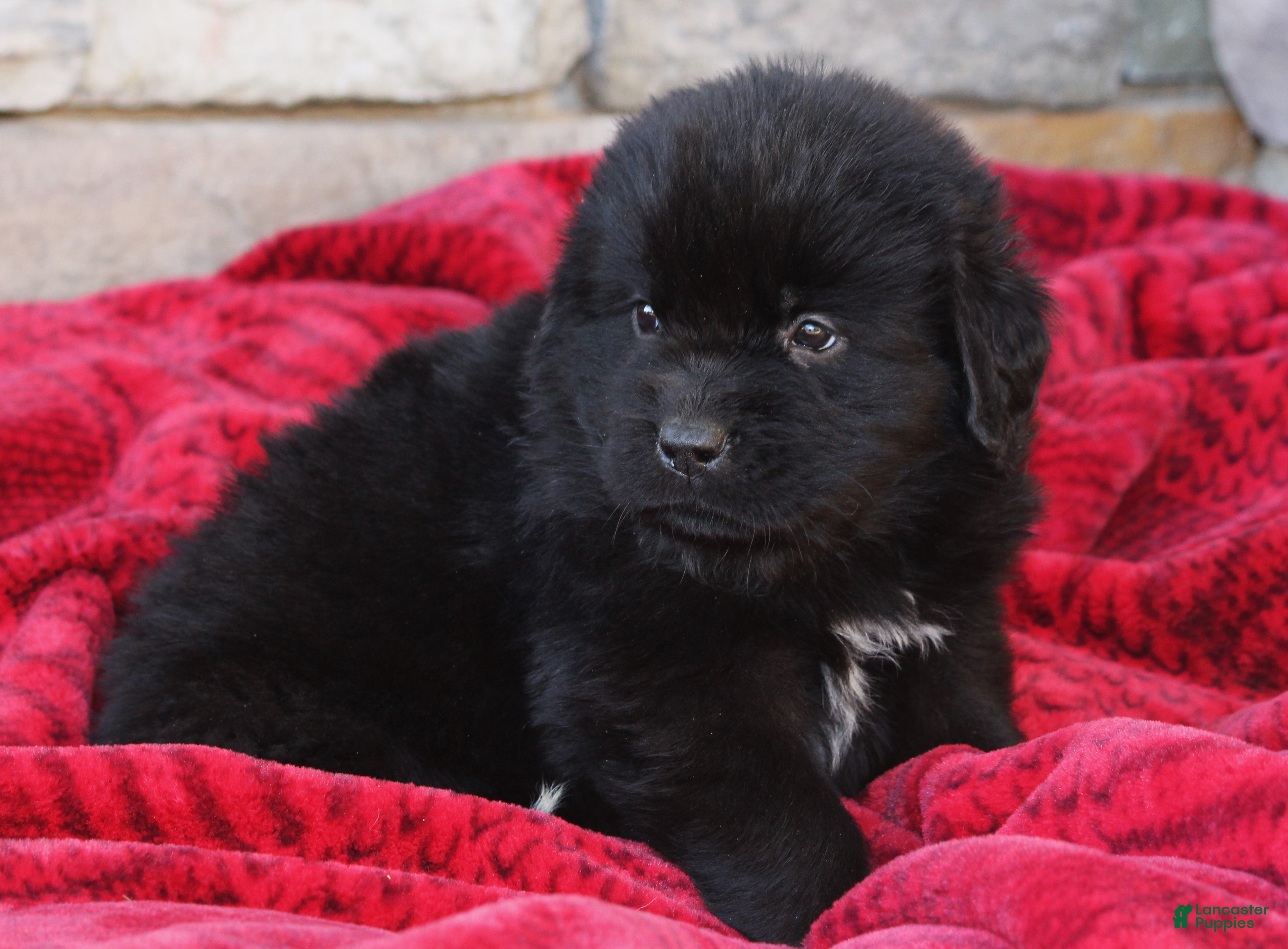 Newfoundland dogs Paris - Ad 5