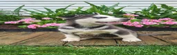 Siberian Husky dogs for sale: Jackson - Ad 4