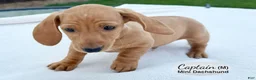 Miniature Dachshund dogs for sale: Captain - Ad 2