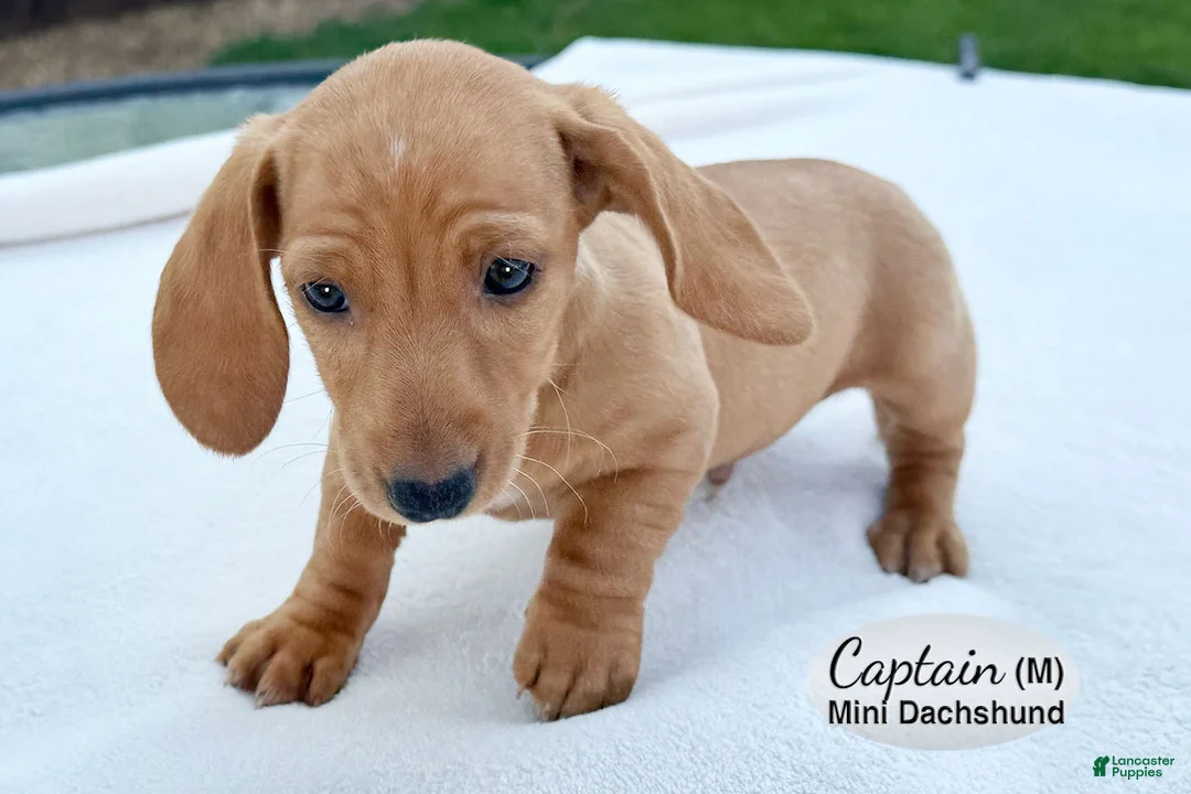 Miniature Dachshund dogs for sale: Captain - Ad 2