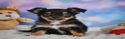 Chihuahua dogs for sale: Elvis - Ad 15