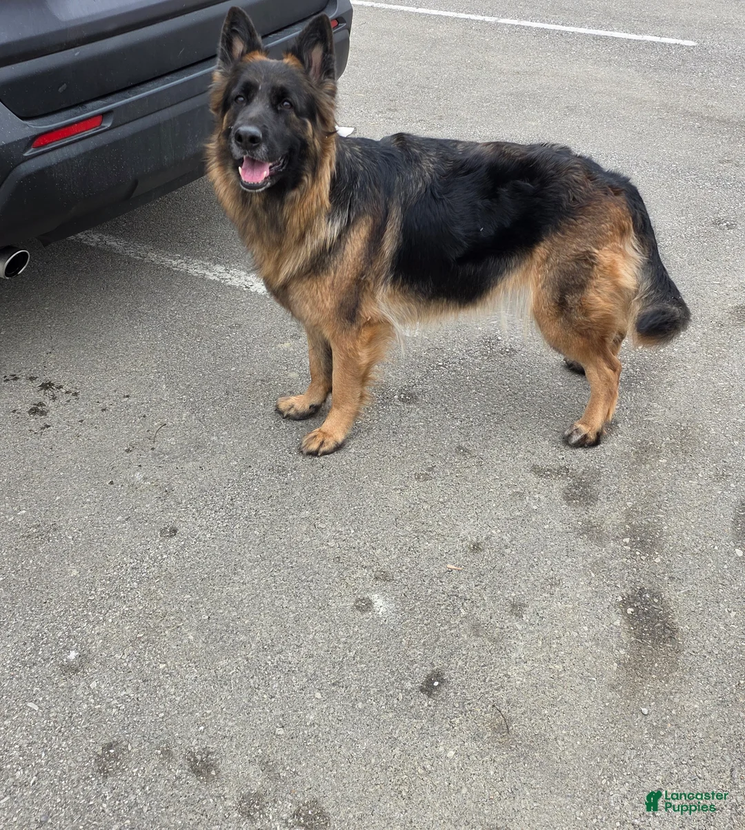 German Shepherd dogs for sale: German Shepherd Puppy 3 - Ad 4