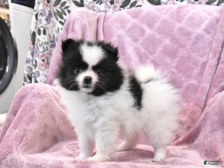 Pomeranian dogs - Ad 41