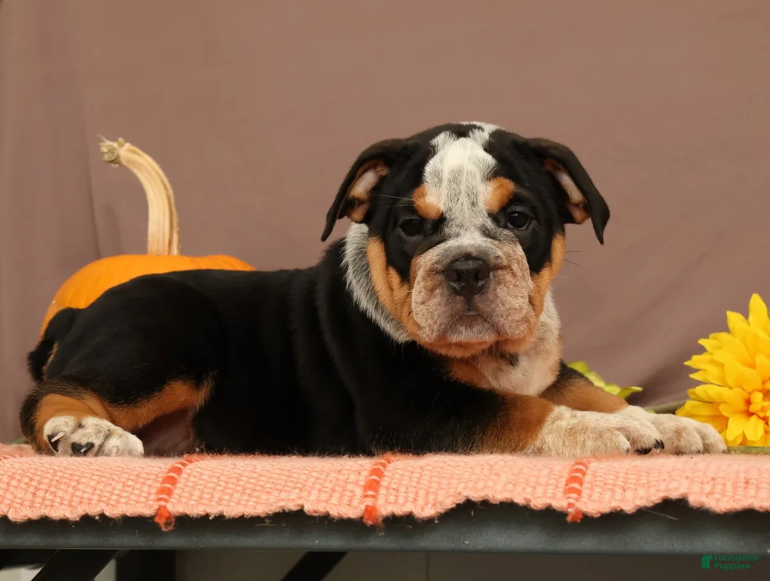 Beabull dogs for sale: Wendy - Ad 1