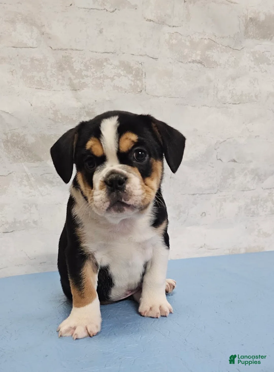 Mixed Breed dogs for sale: Fat Boy Bulldog Blend - Ad 8