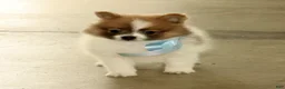 Pomeranian dogs for sale: Sawyer - Ad 7
