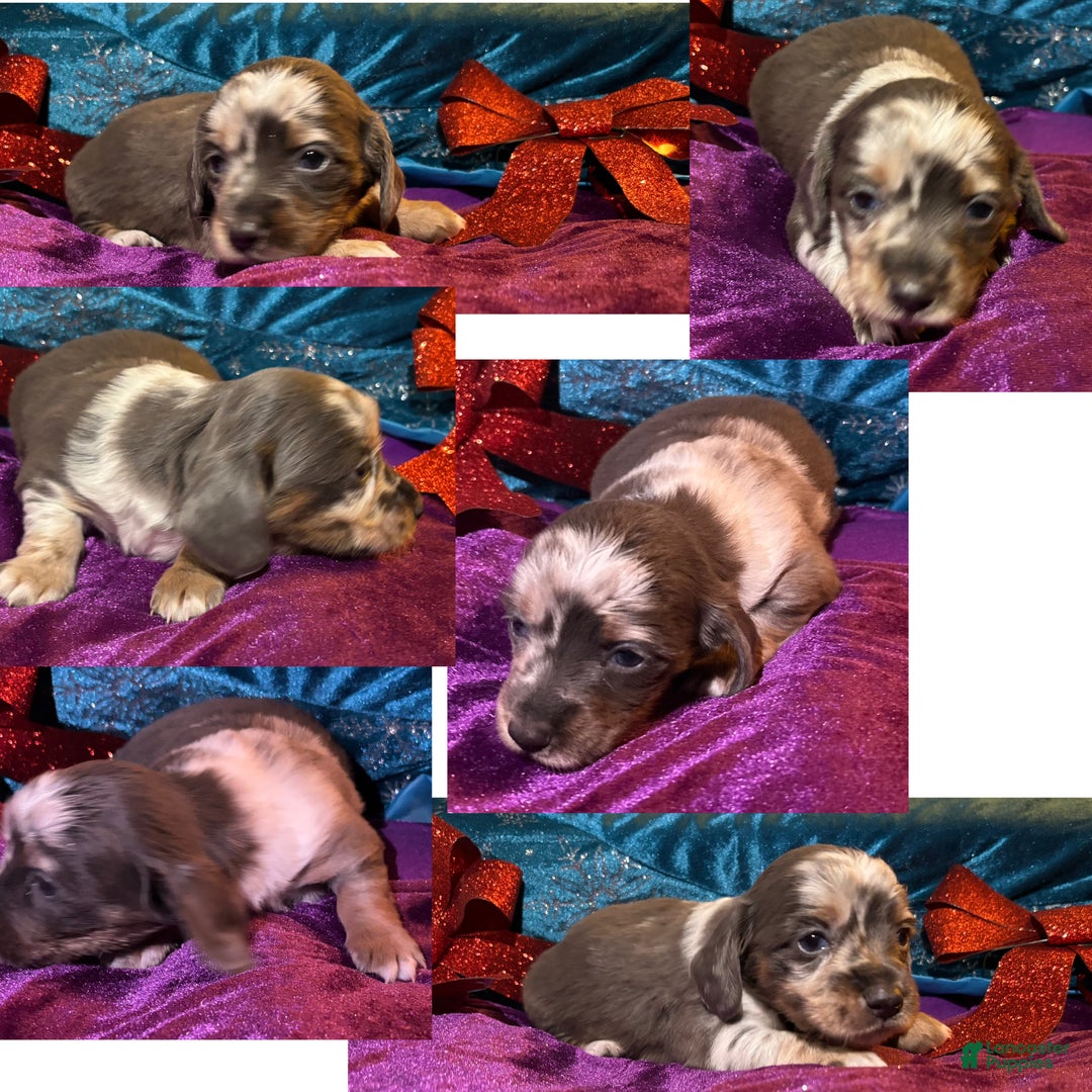Miniature Dachshund dogs for sale: Miniature Dachshund Puppy 1 - Ad 7