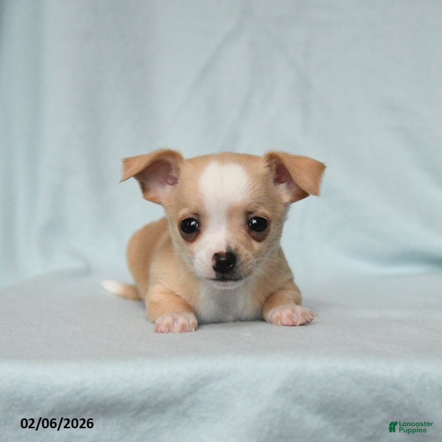 Chihuahua dogs Tucker - Ad 2