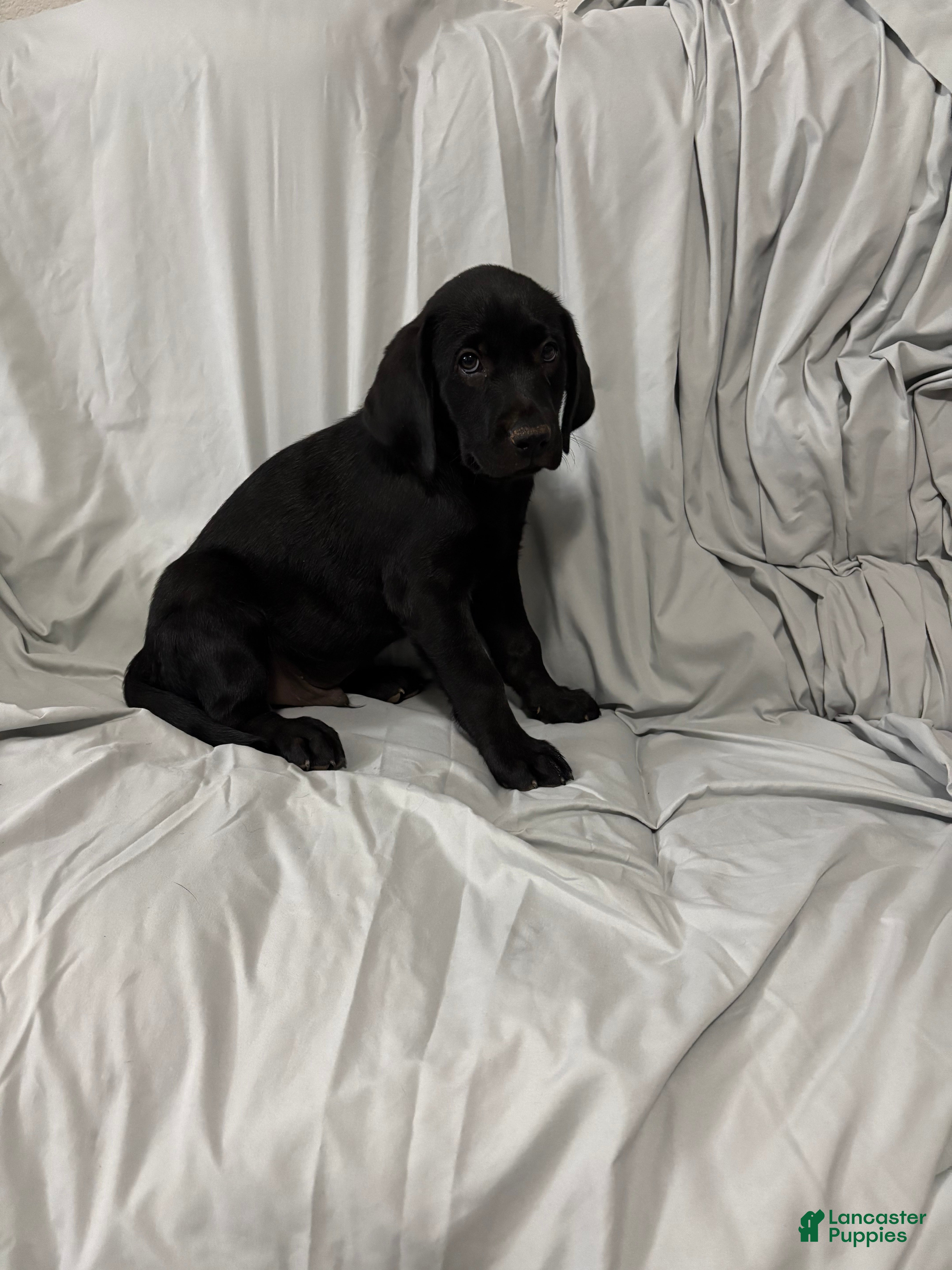 Labrador Retriever dogs Labrador Retriever Puppy 3 - Ad 12