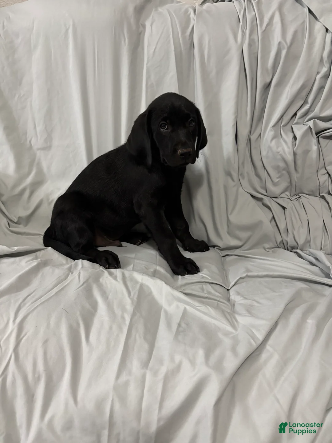 Labrador Retriever dogs for sale: Labrador Retriever Puppy 3 - Ad 1