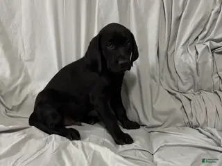 Labrador Retriever dogs Labrador Retriever Puppy 3 - Ad 12