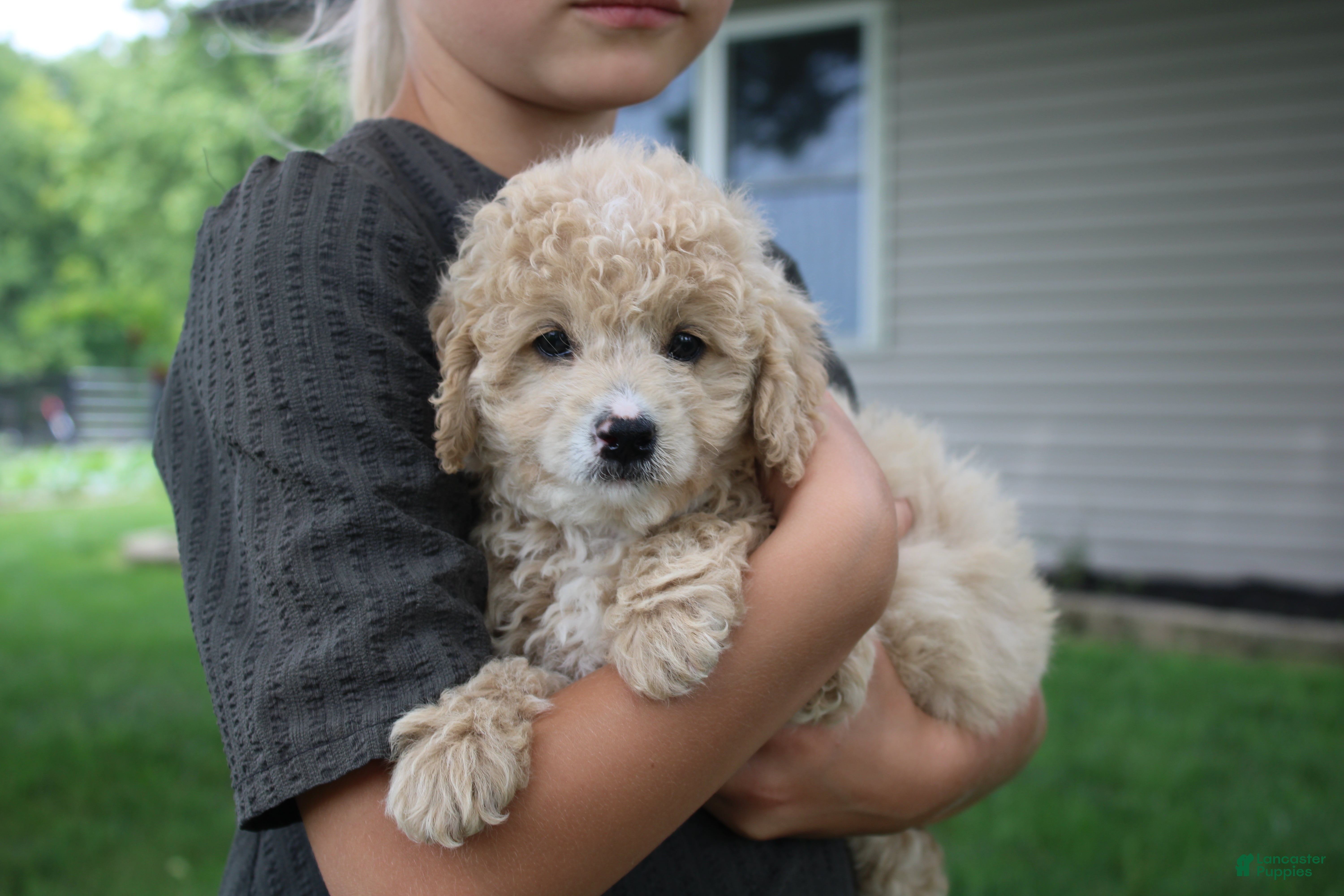 Mini Goldendoodle dogs Tara - Ad 21