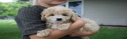 Mini Goldendoodle dogs for sale: Tara - Ad 1