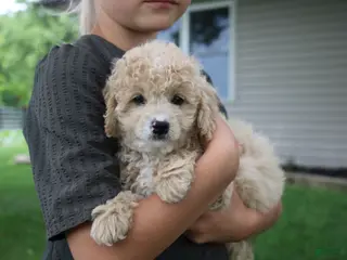 Mini Goldendoodle dogs Tara - Ad 21