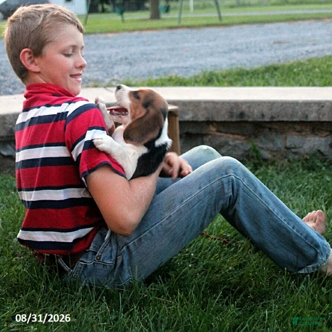 Beagle dogs for sale: Muffin - Ad 2