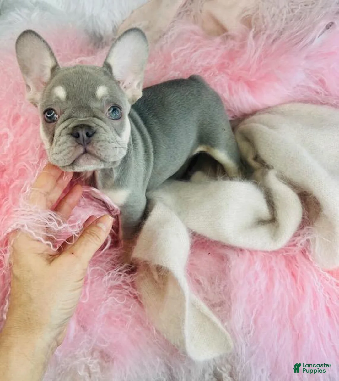 French Bulldog dogs for sale: French Bulldog Puppy 1 - Ad 5