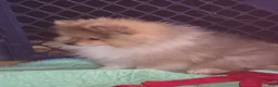 Pomeranian dogs for sale: Bo Pomeranian  - Ad 2