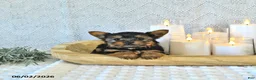 Yorkshire Terrier dogs for sale: Brody Extra Small - Ad 5