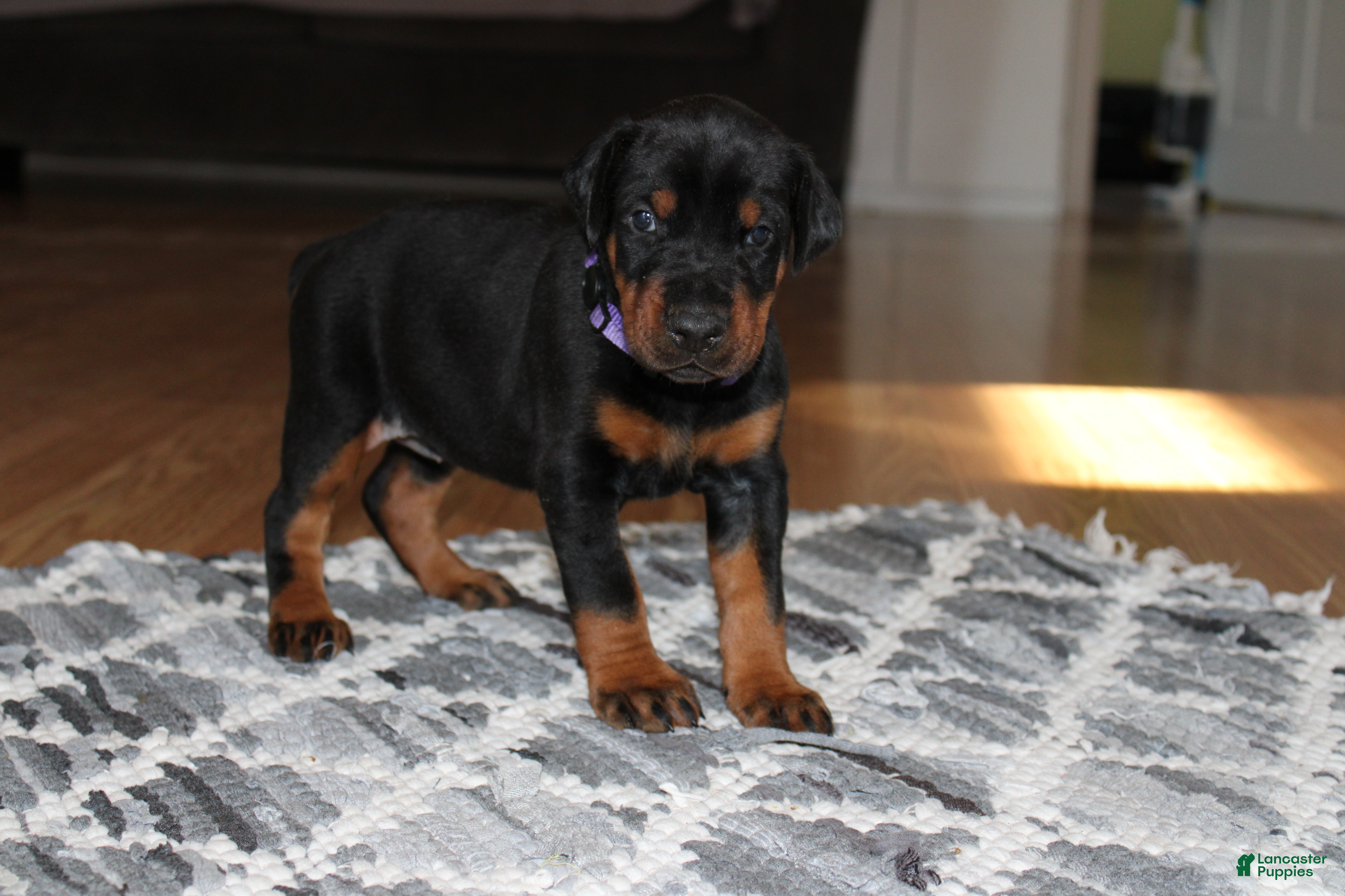 Doberman Pinscher dogs Luna - Ad 2