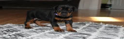 Doberman Pinscher dogs for sale: Luna - Ad 2