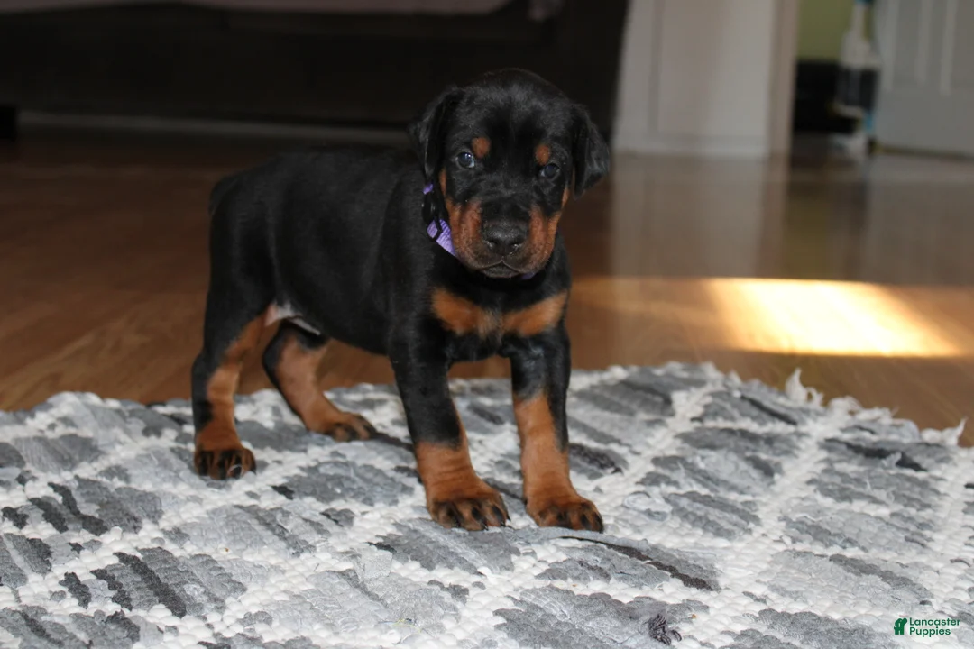 Doberman Pinscher dogs for sale: Luna - Ad 2