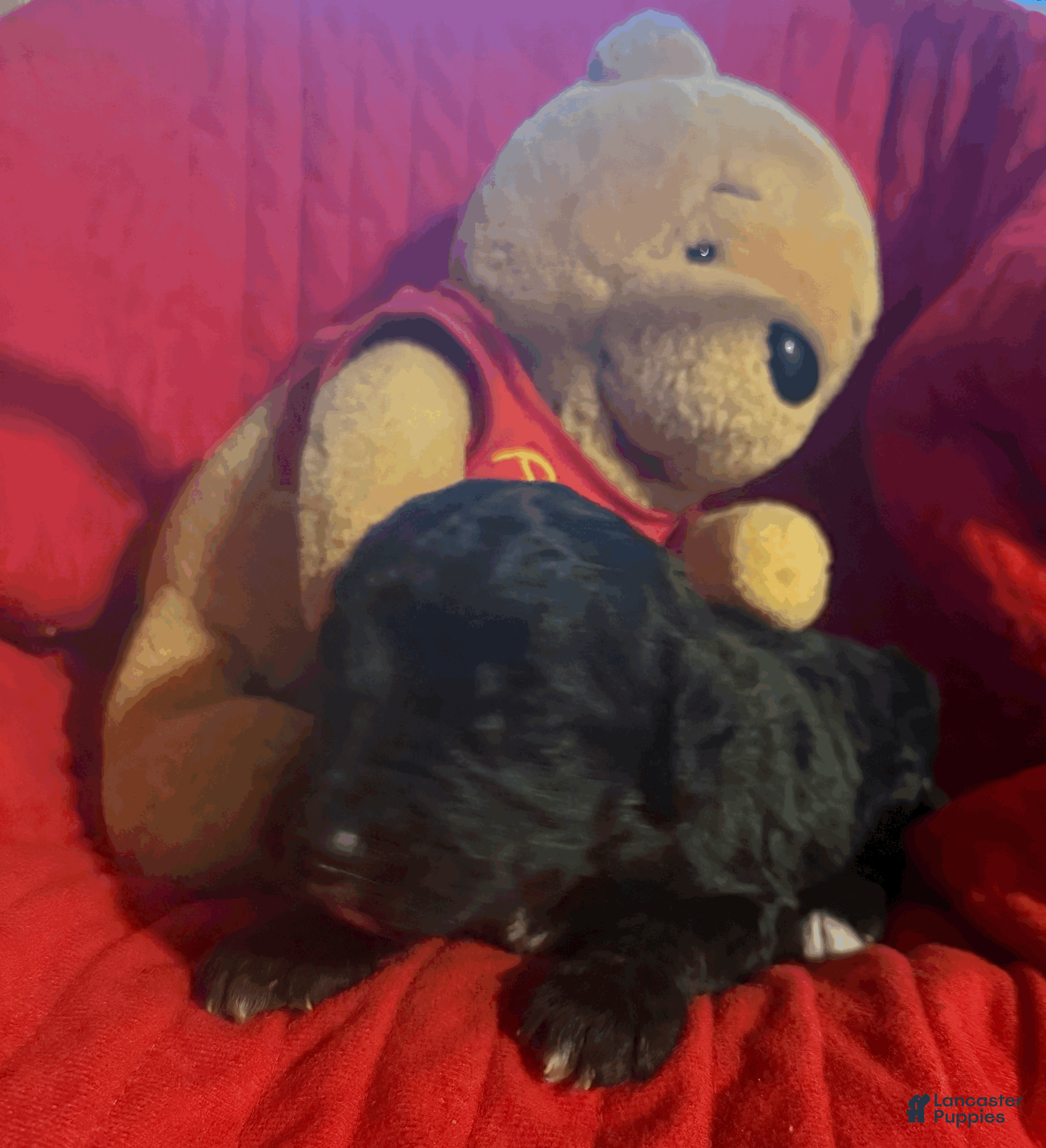 Goldendoodle dogs Red - Ad 7