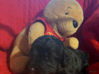 Goldendoodle dogs Red - Ad 14