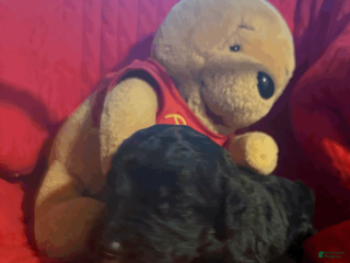 Goldendoodle dogs Red - Ad 24