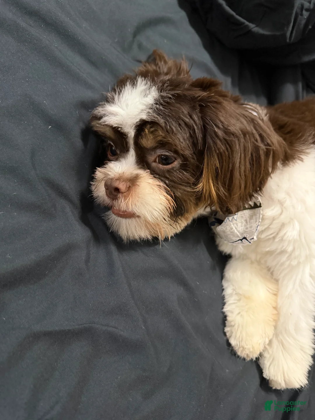 Shih Tzu dogs for sale: Shih Tzu Puppy 1 - Ad 5