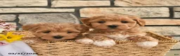 Maltipoo dogs for sale: Buddy  - Ad 5