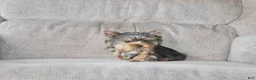 Yorkshire Terrier dogs for sale: Peanut - Ad 9