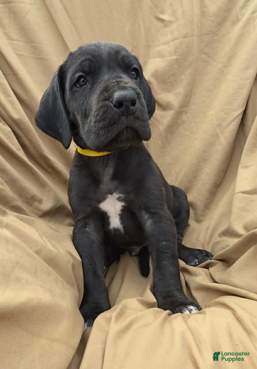 Great Dane dogs Yellow Collar Black puppy  - Ad 1
