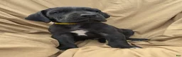 Great Dane dogs for sale: Yellow Collar Black puppy  - Ad 1