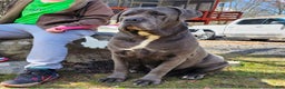 Cane Corso dogs for sale: Scarlett - Ad 4