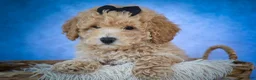 Bichpoo dogs for sale: Nova💕 - Ad 4