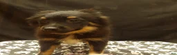 Pomeranian dogs for sale: Santana - Ad 5