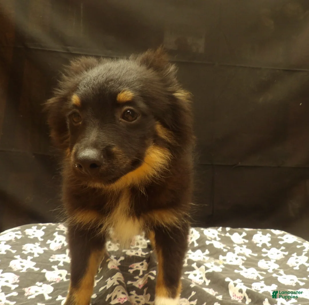Pomeranian dogs for sale: Santana - Ad 5