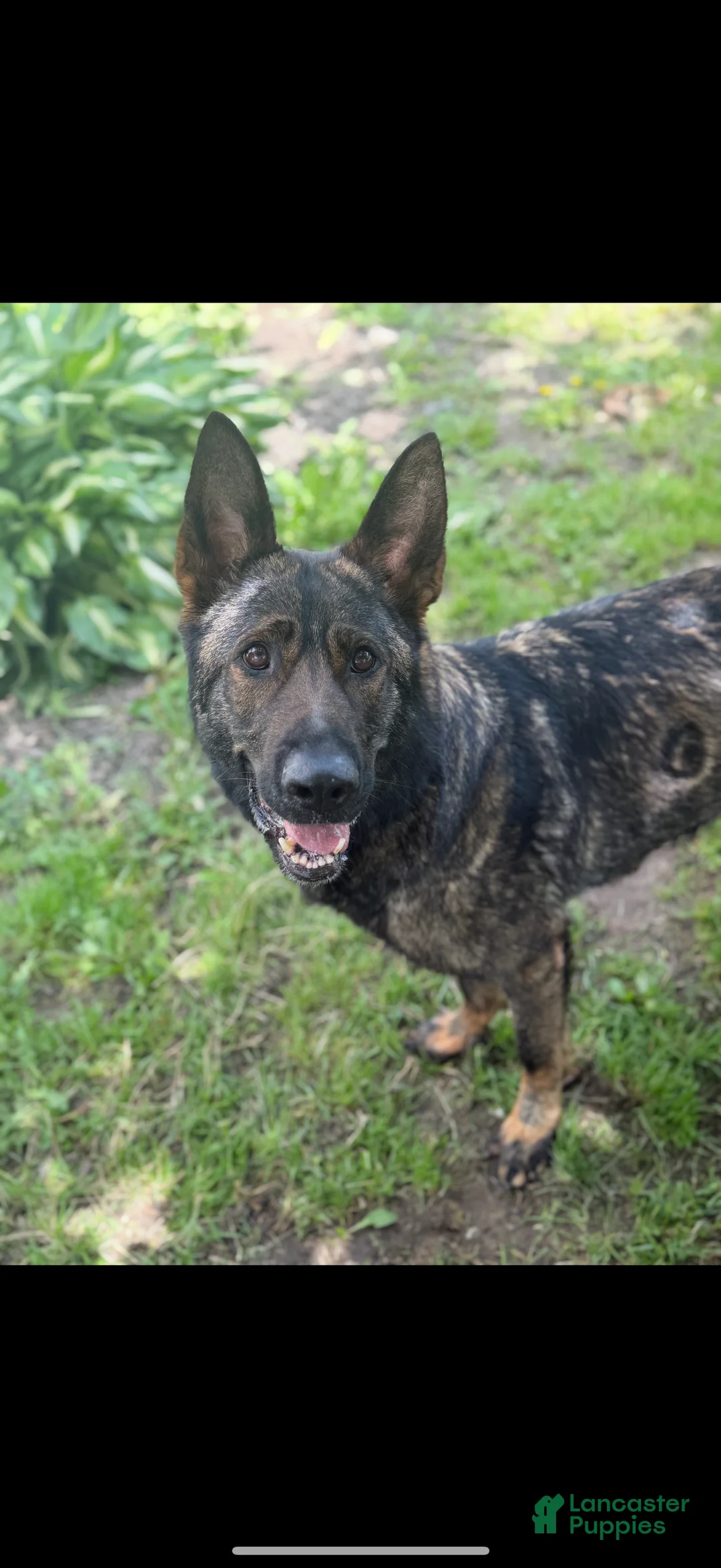 German Shepherd dogs for sale: German Shepherd Puppy 1 - Ad 2