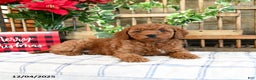 Mini Goldendoodle dogs for sale: Wren  - Ad 3