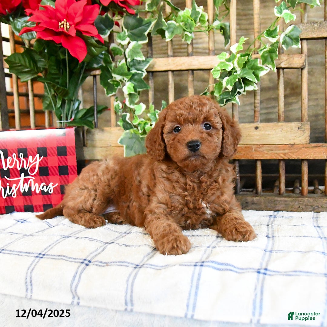 Mini Goldendoodle dogs for sale: Wren  - Ad 3