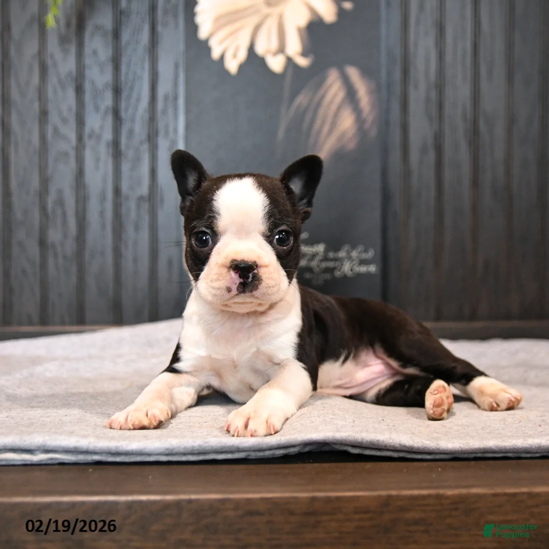 Boston Terrier dogs for sale: Petunia - Ad 3