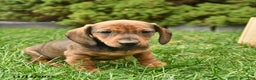 Miniature Dachshund dogs for sale: Ryder   - Ad 3