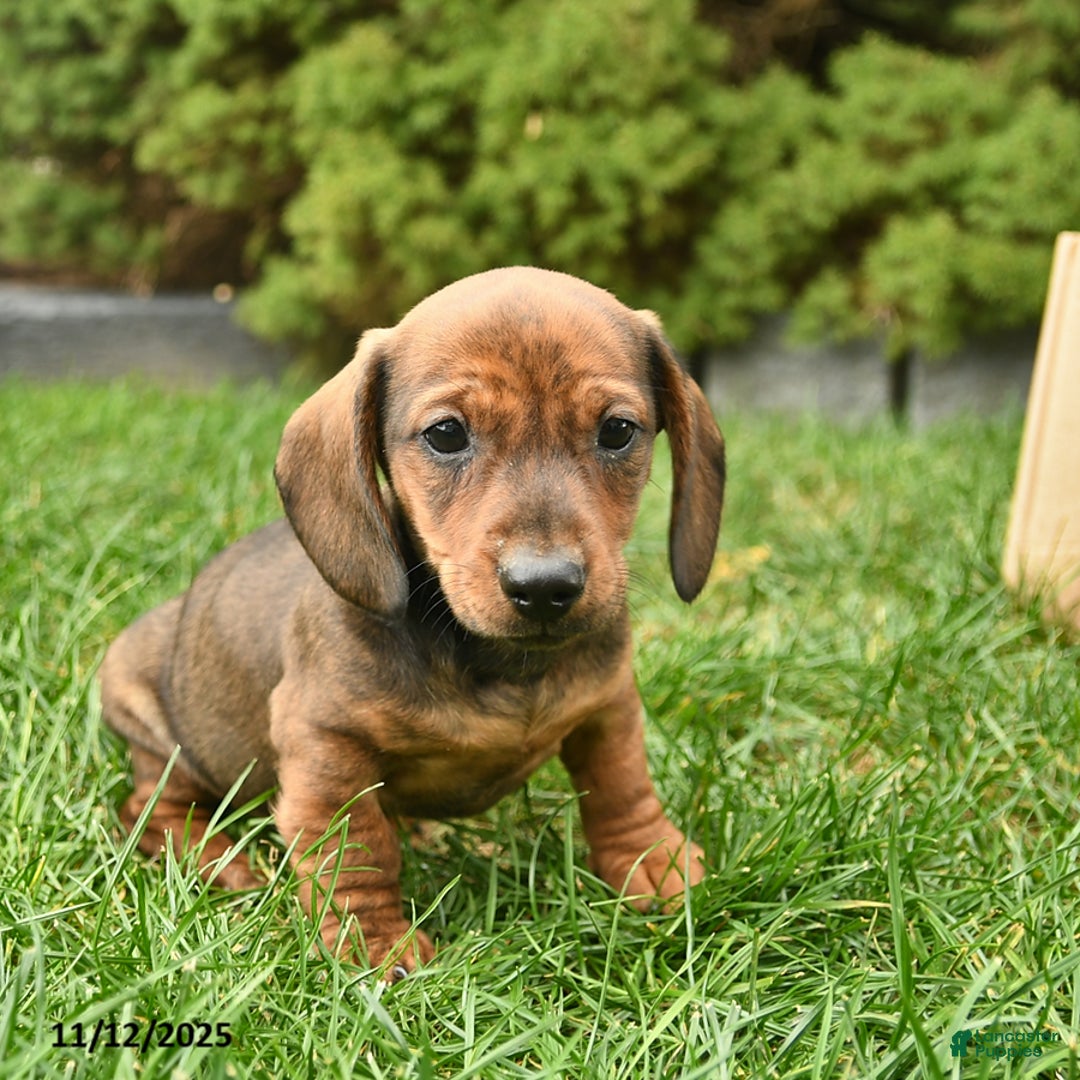 Miniature Dachshund dogs for sale: Ryder   - Ad 3